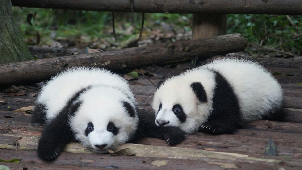 Babies Panda, Unsplash