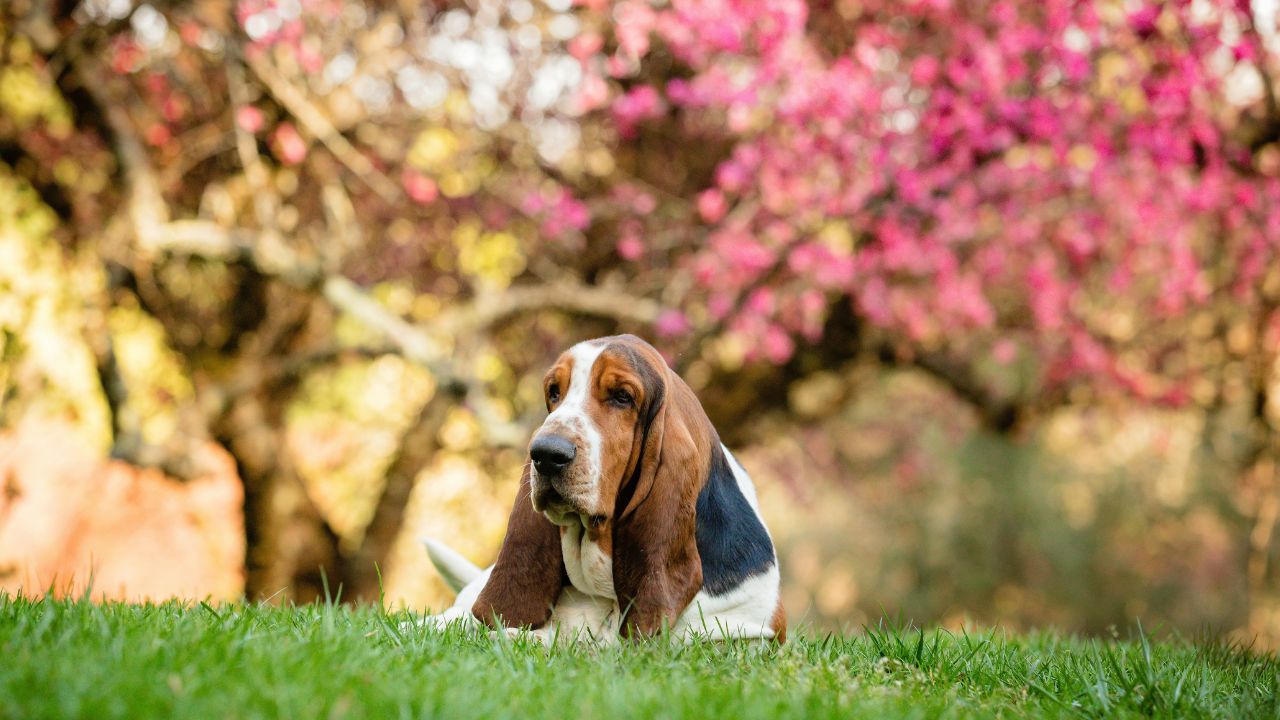 Basset Hound, Unsplash
