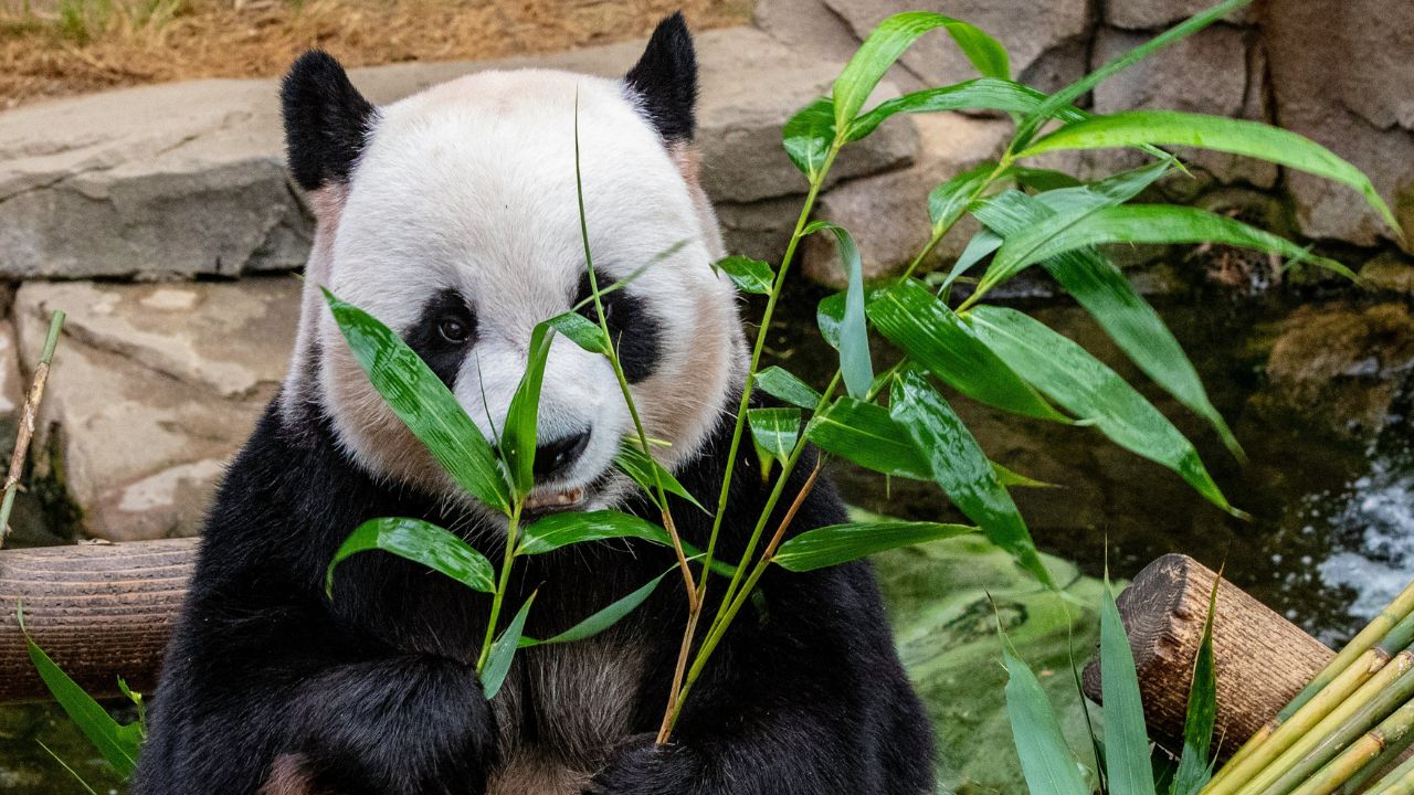 Camouflage Panda, Unsplash