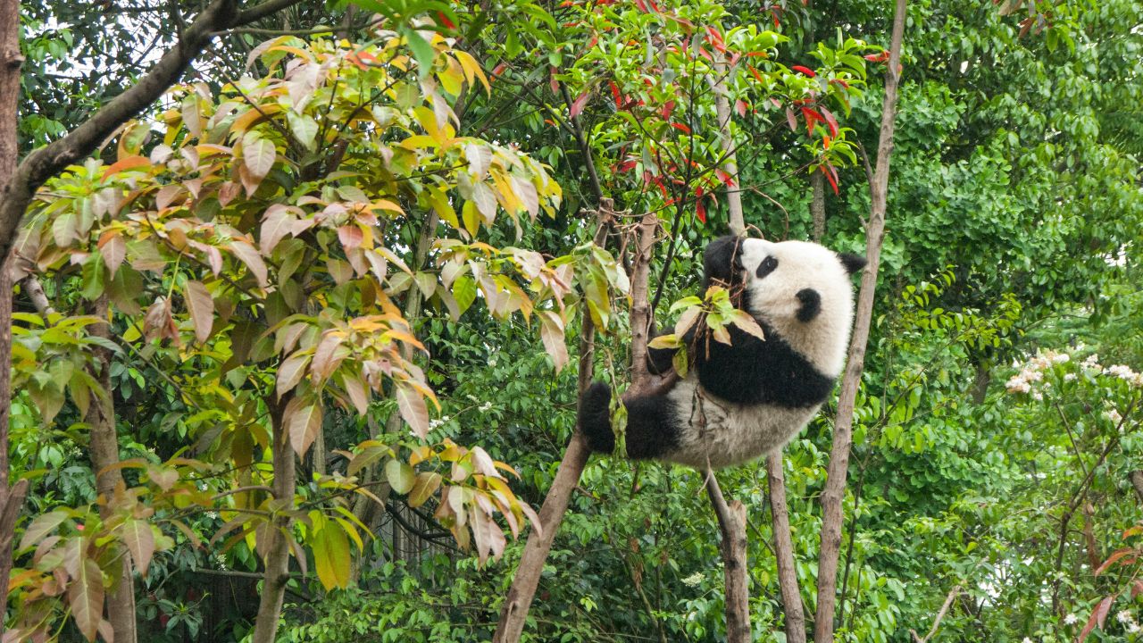 Diet Pandas, Unsplash