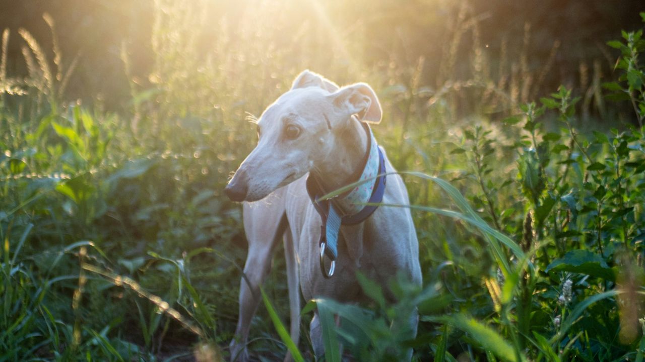 Greyhound Dog, Unsplash