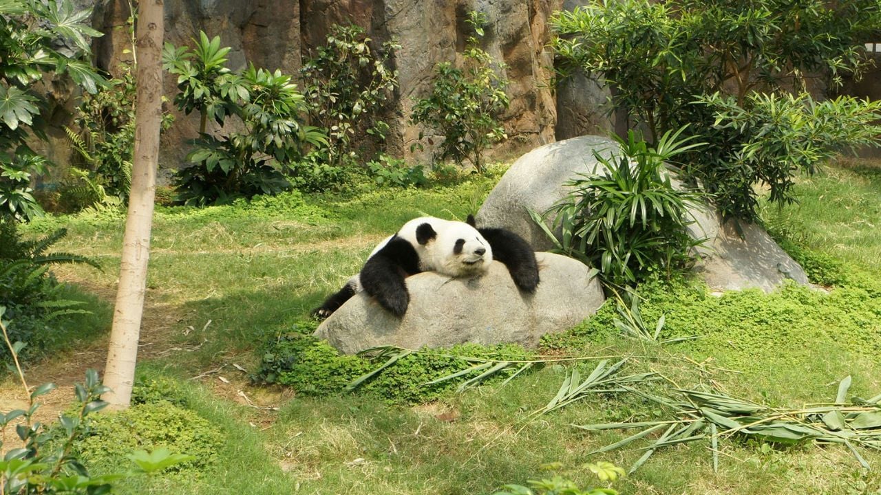 Hibernate Panda, Unsplash