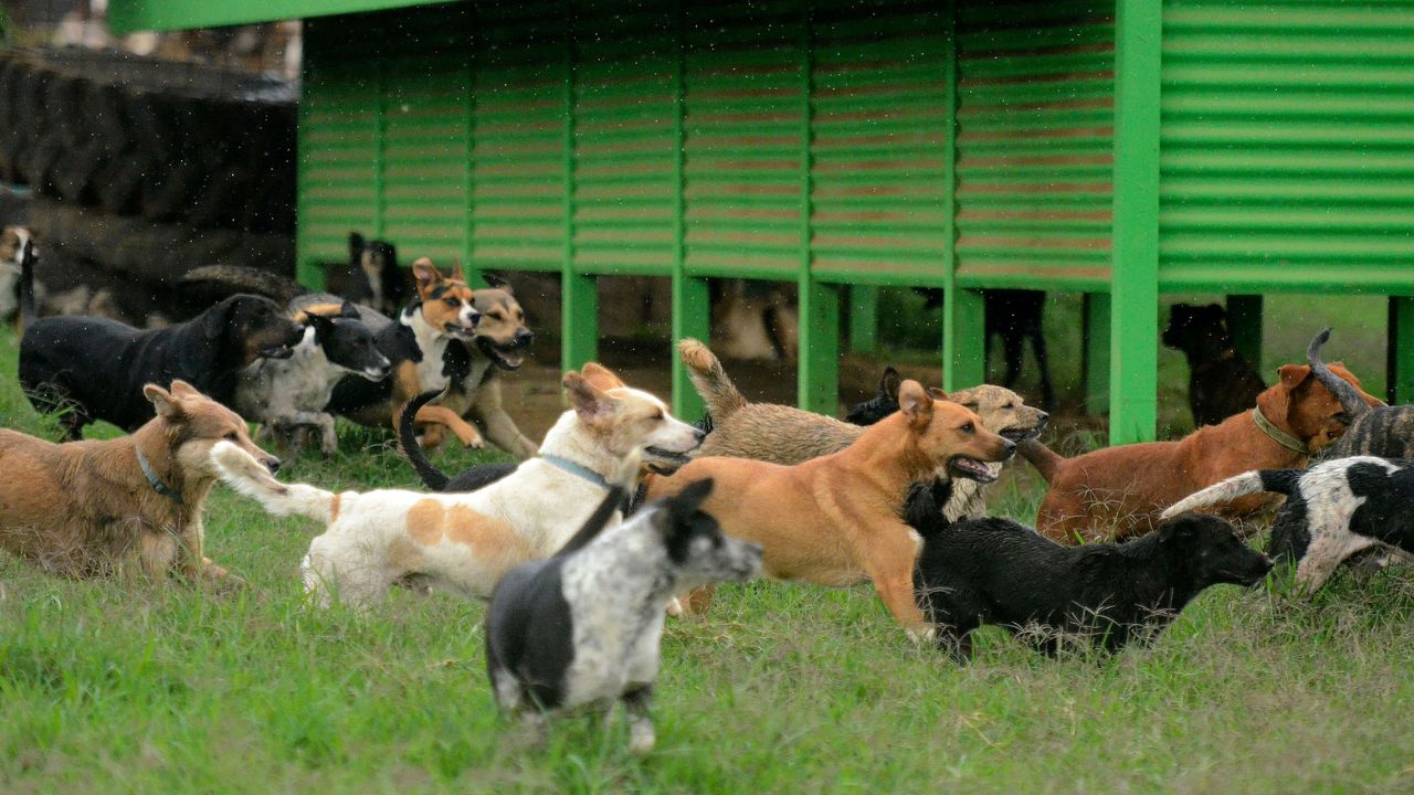 Land of the Strays, Territorio de Zaguates
