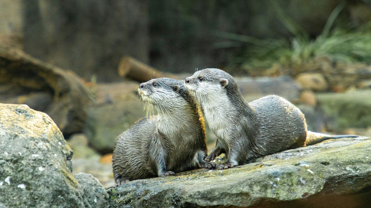 Otters Are In Trouble, Unsplash