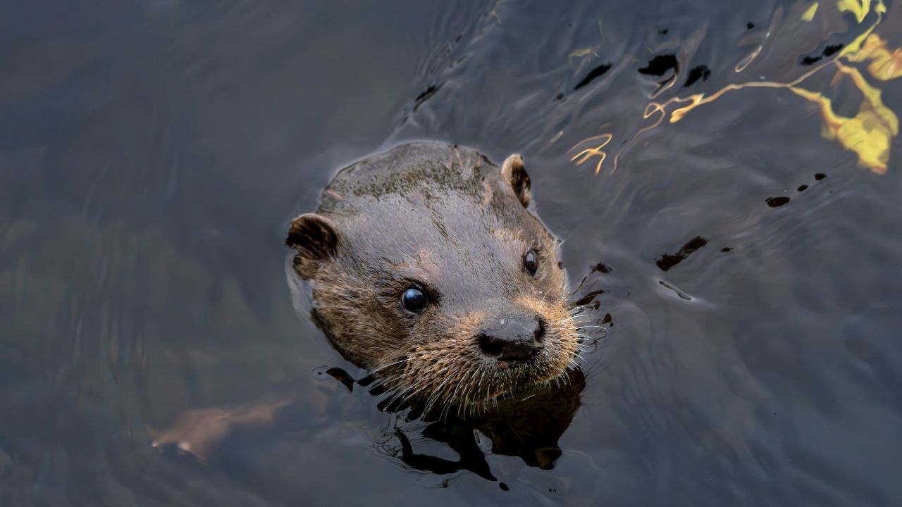 Otters Hold Breathe, Unsplash