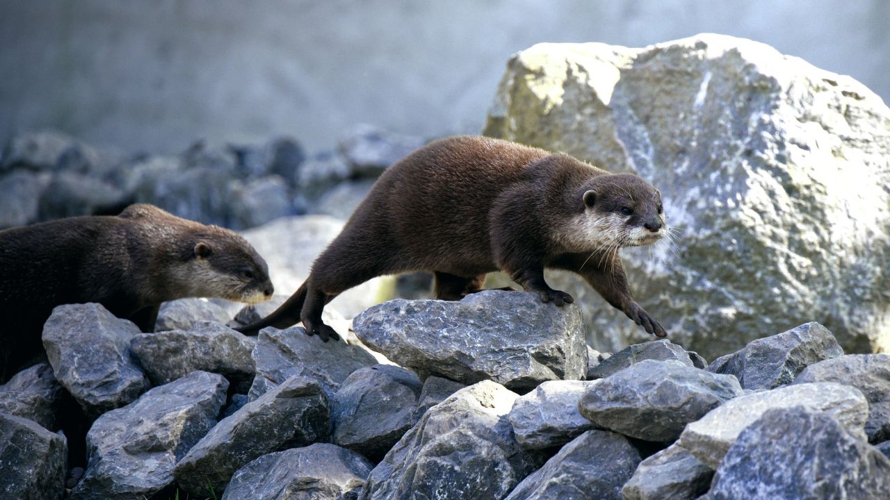 Otters Keystone, Unsplash