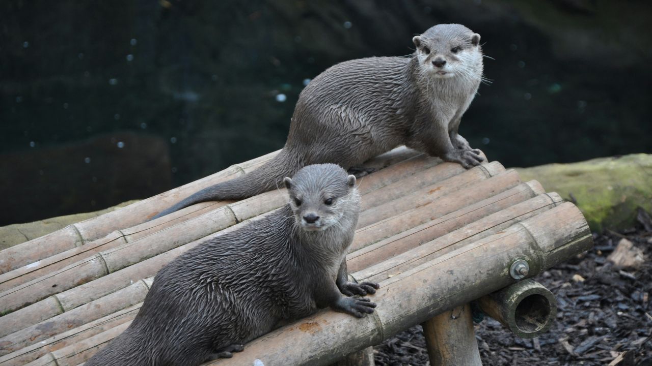 Otters Thick Fur, Unsplash