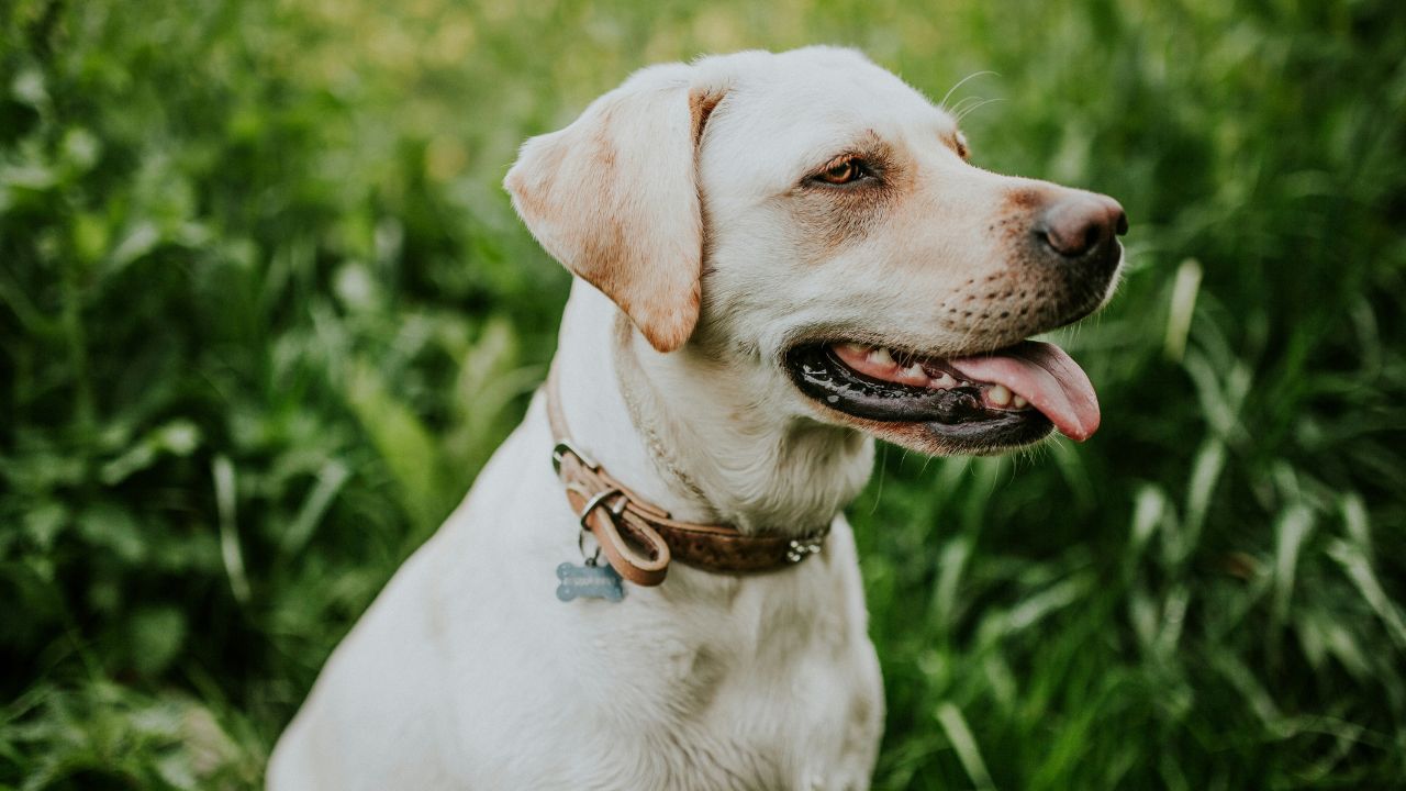 Panting Dog, Unsplash