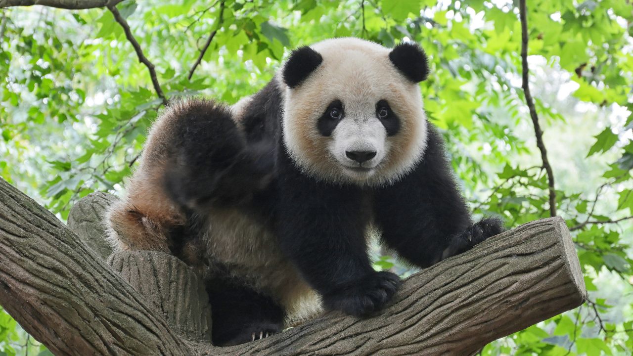 Paw Panda, Unsplash