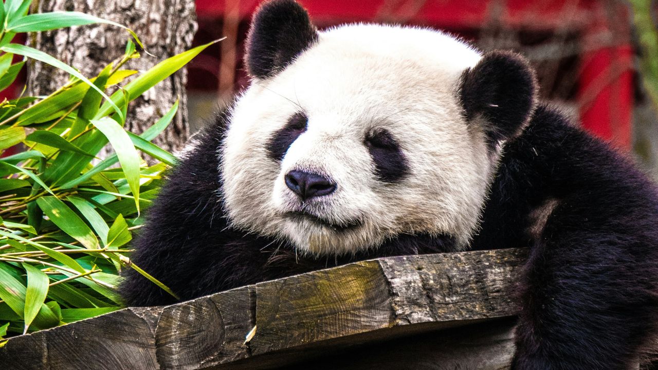 Relax Panda, Unsplash