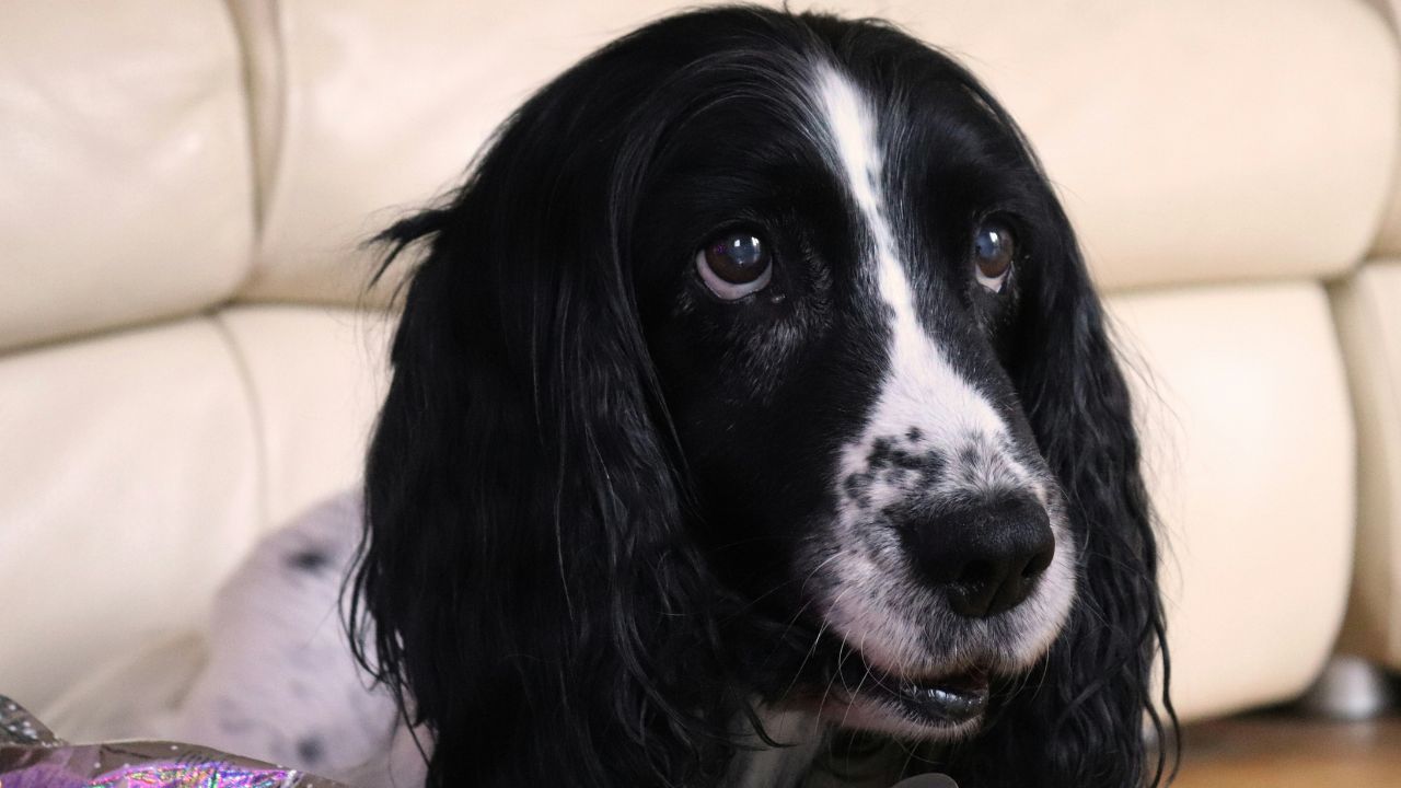 Remorse Guilt Dog, Unsplash