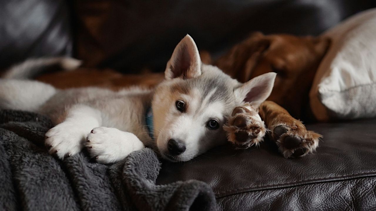 Watch TV Dog, Unsplash