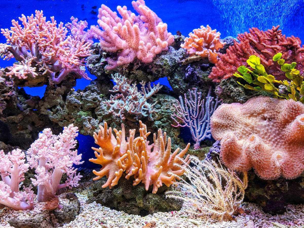 Coral Reefs Unsplash