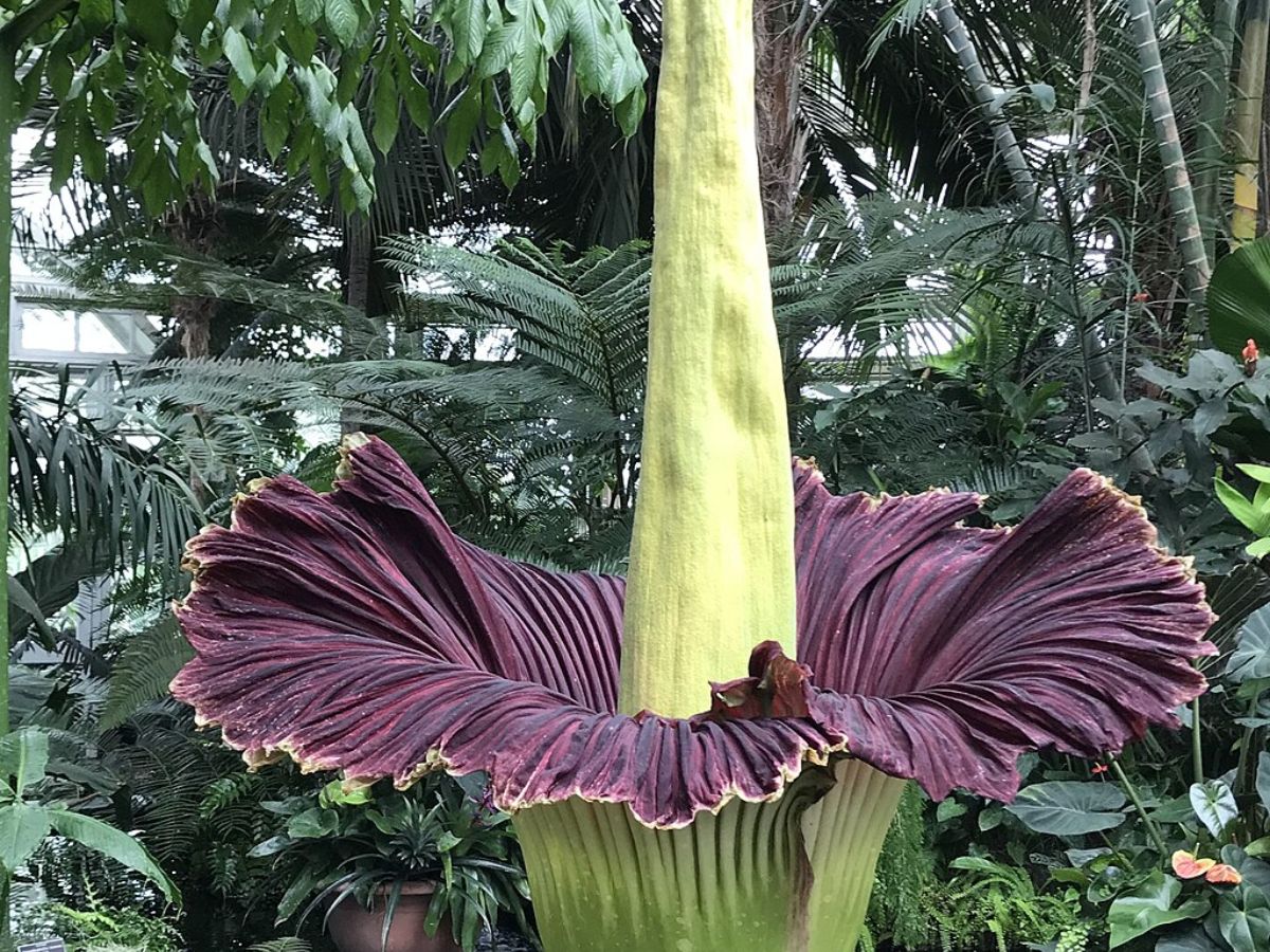 Corpse Flower Wiki Commons