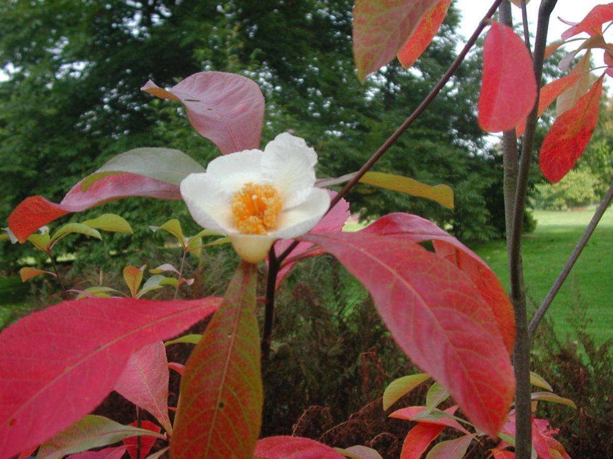 Franklinia Wiki Commons