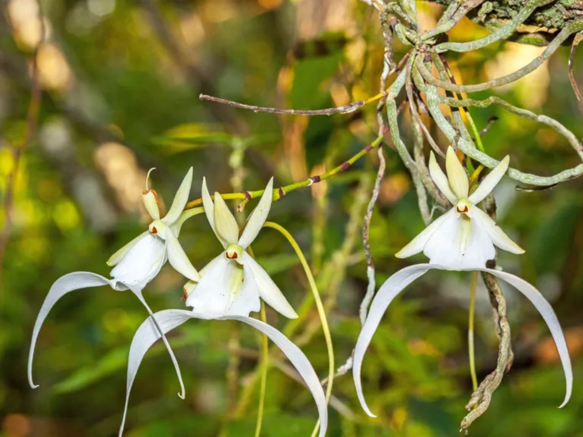 Ghost Orchid Gardening Know How