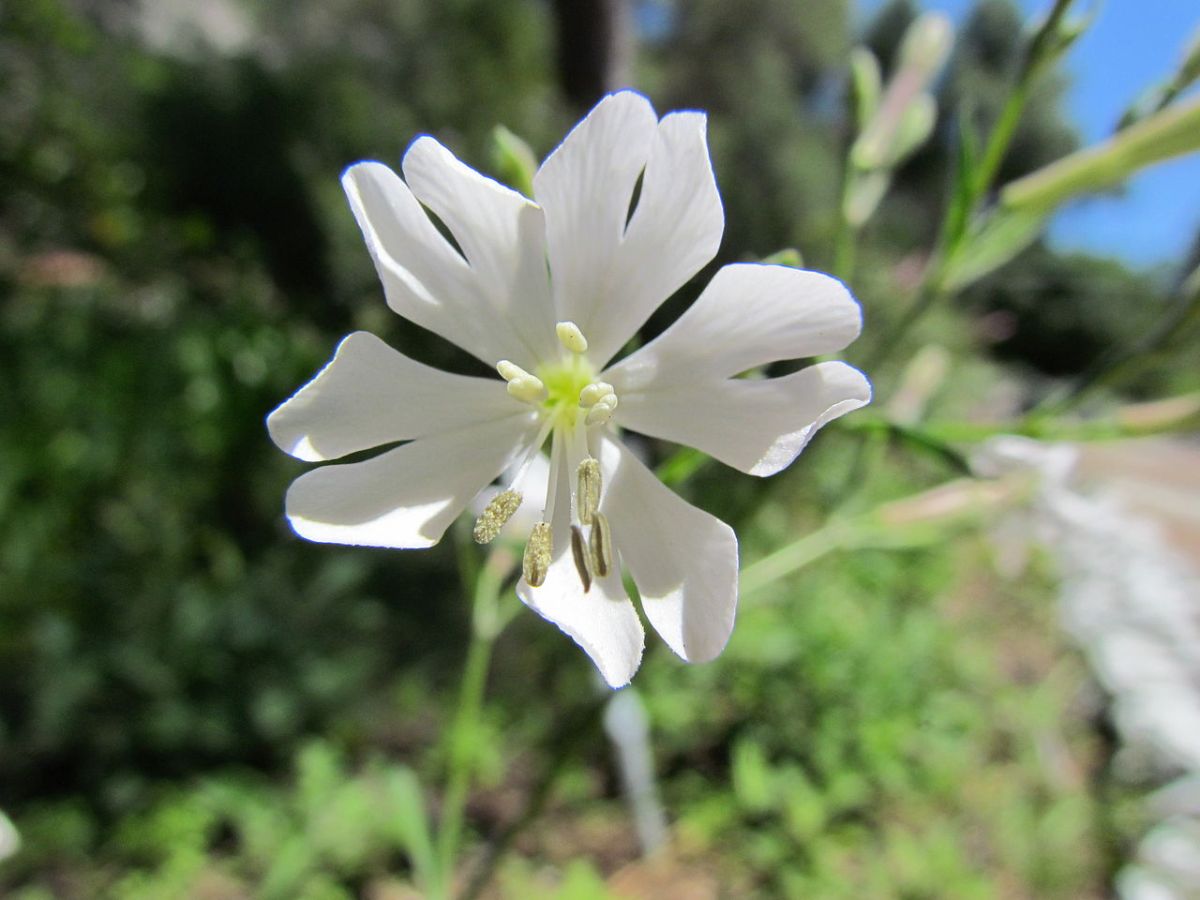 Gibraltar campion Wiki Commons