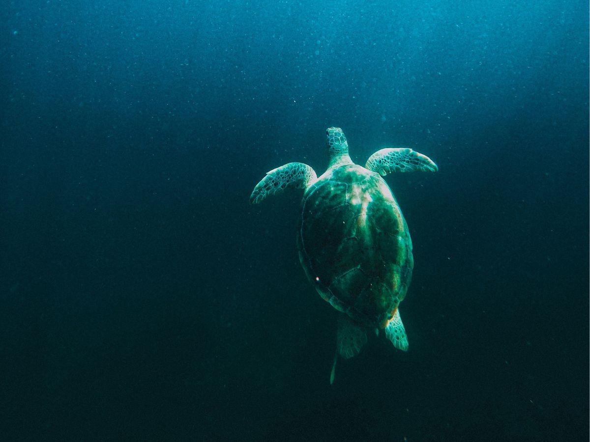 Ocean Creatures Unsplash