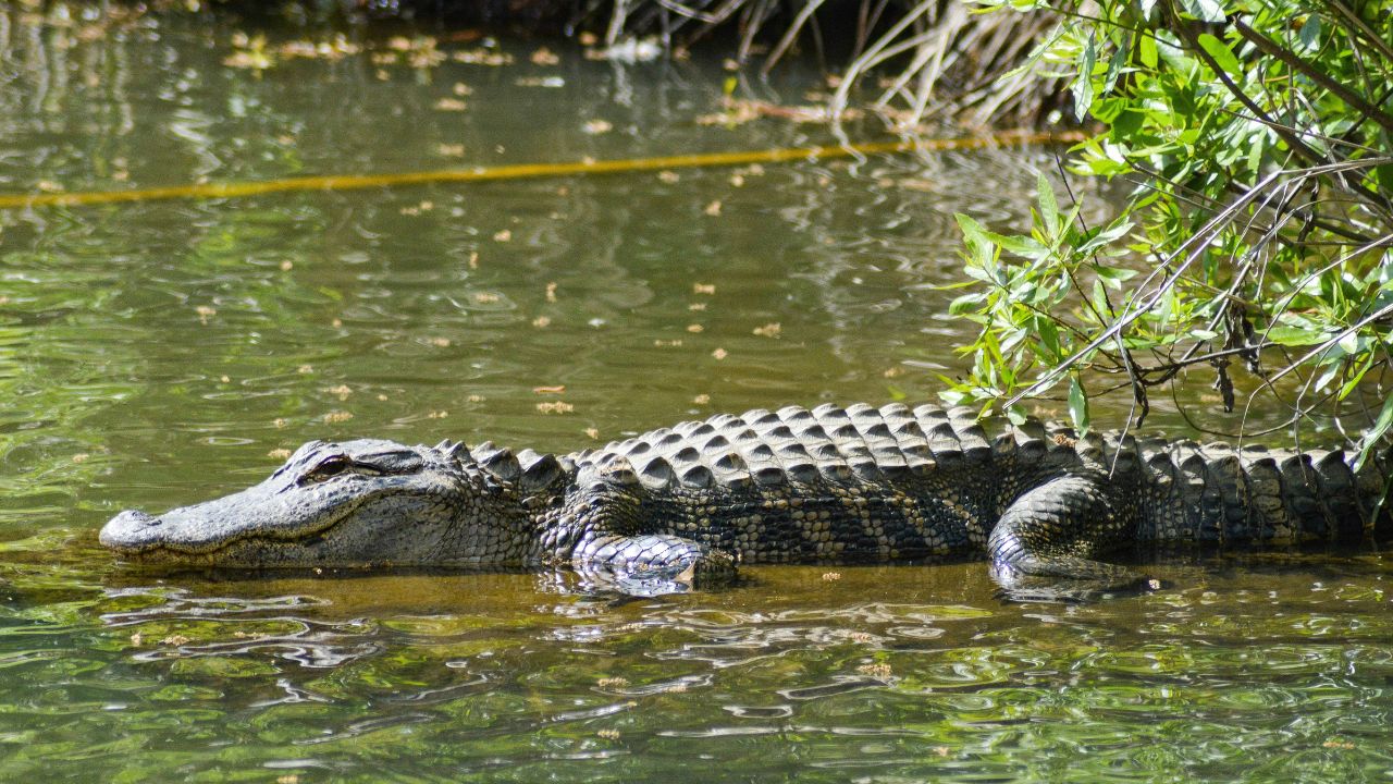 Alligator Pet Unsplash