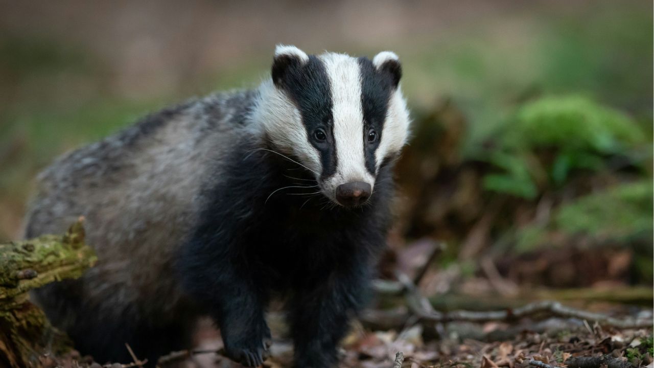 Badger Pet Unsplash