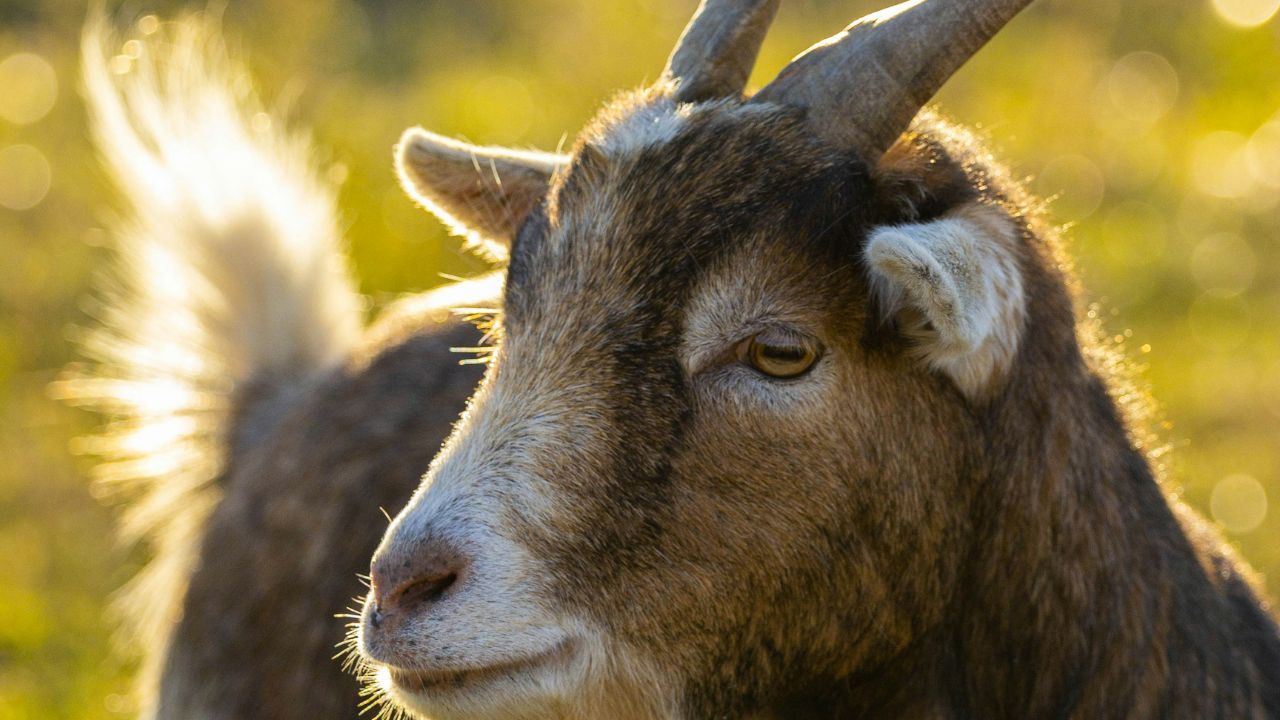 Goat Pet Unsplash