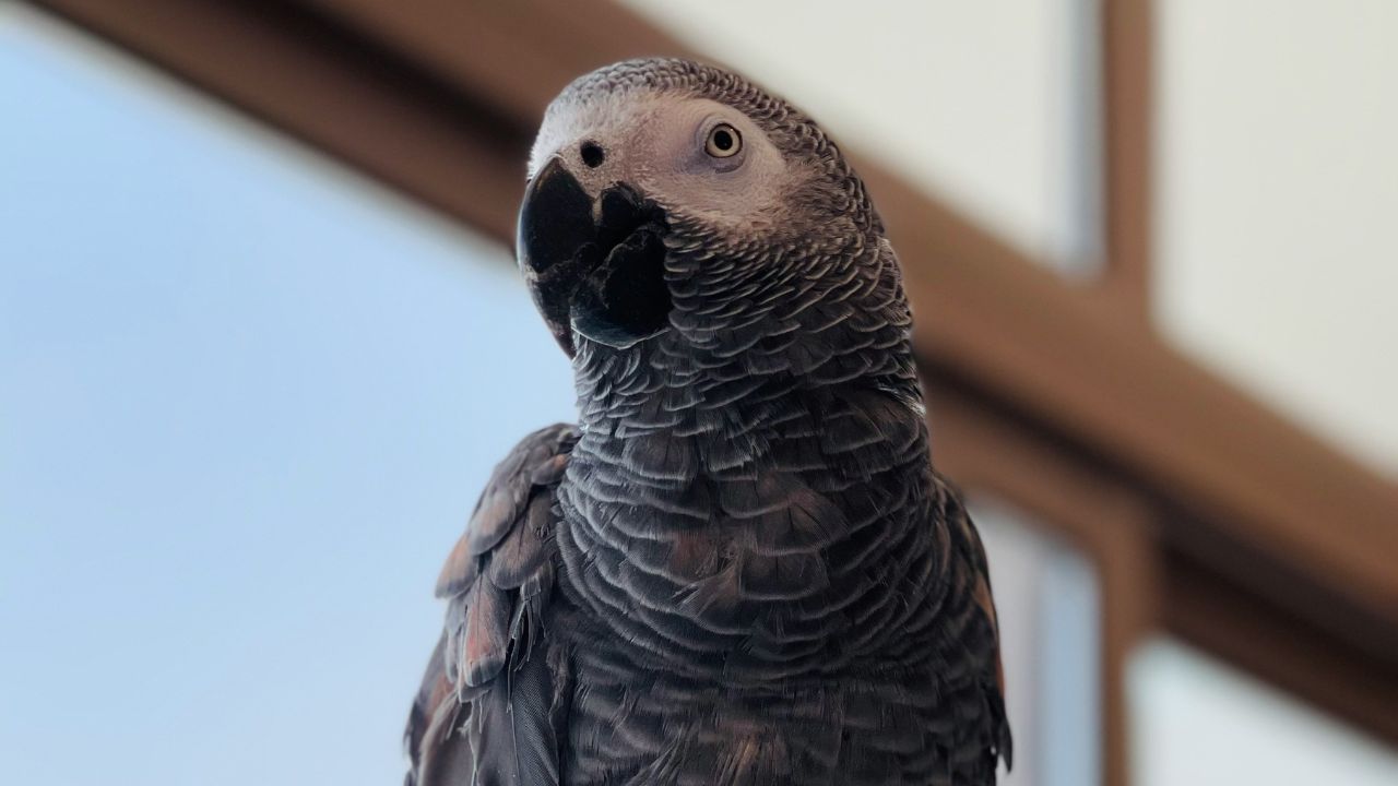 Parrot Pet Unsplash