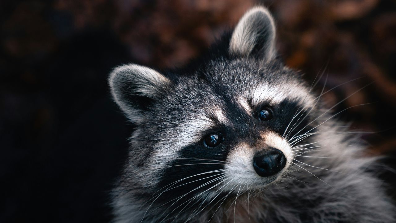 Raccoon Pet Unsplash