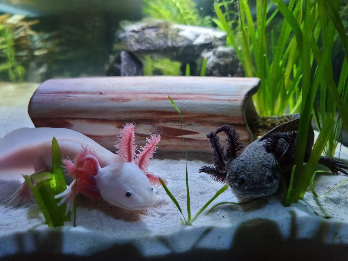 Axolotl Unsplash