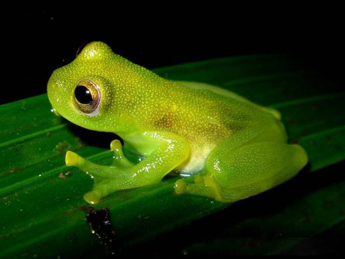 Glass Frog Wiki Commons