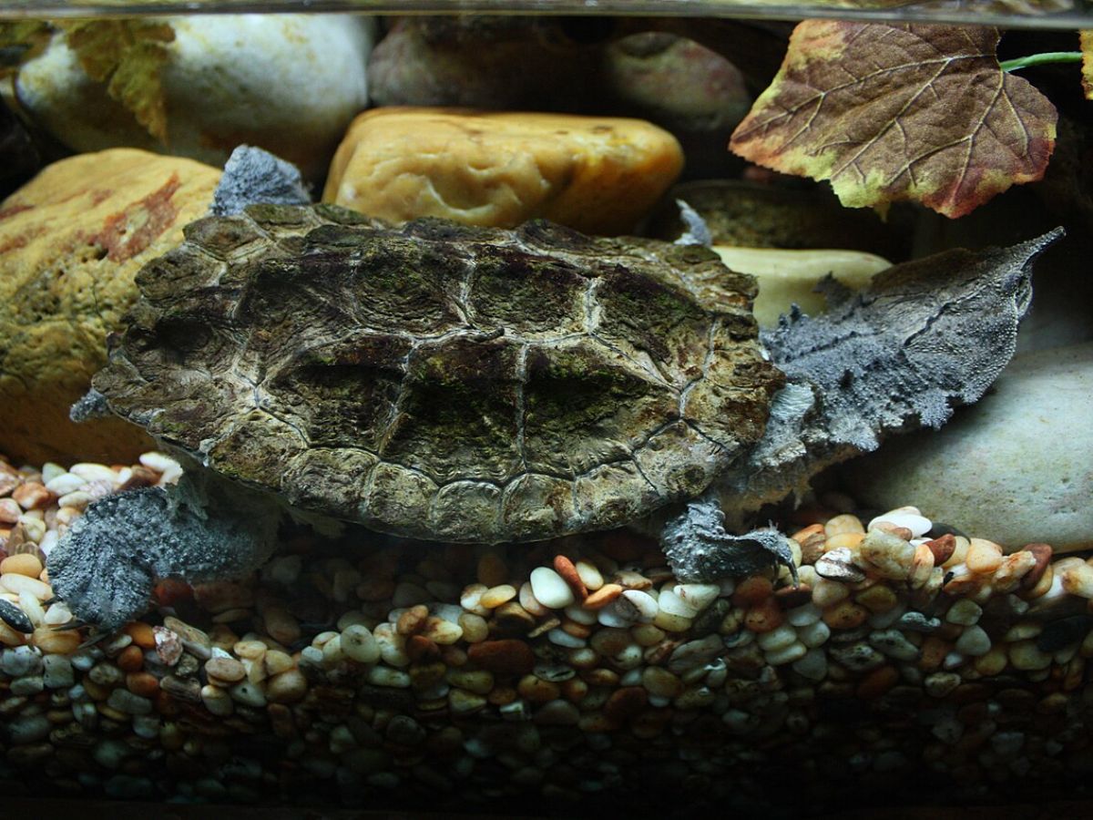 Mata Mata Turtle Wiki Commons
