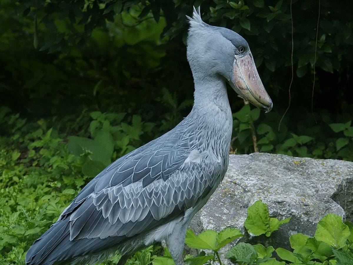 Shoebill Wiki Commons