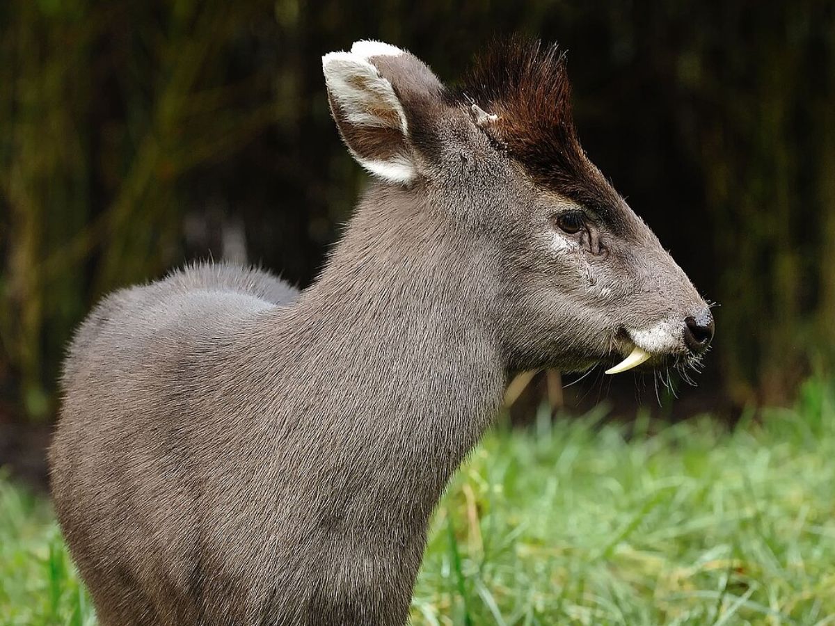 Tufted Deer Wiki Commons