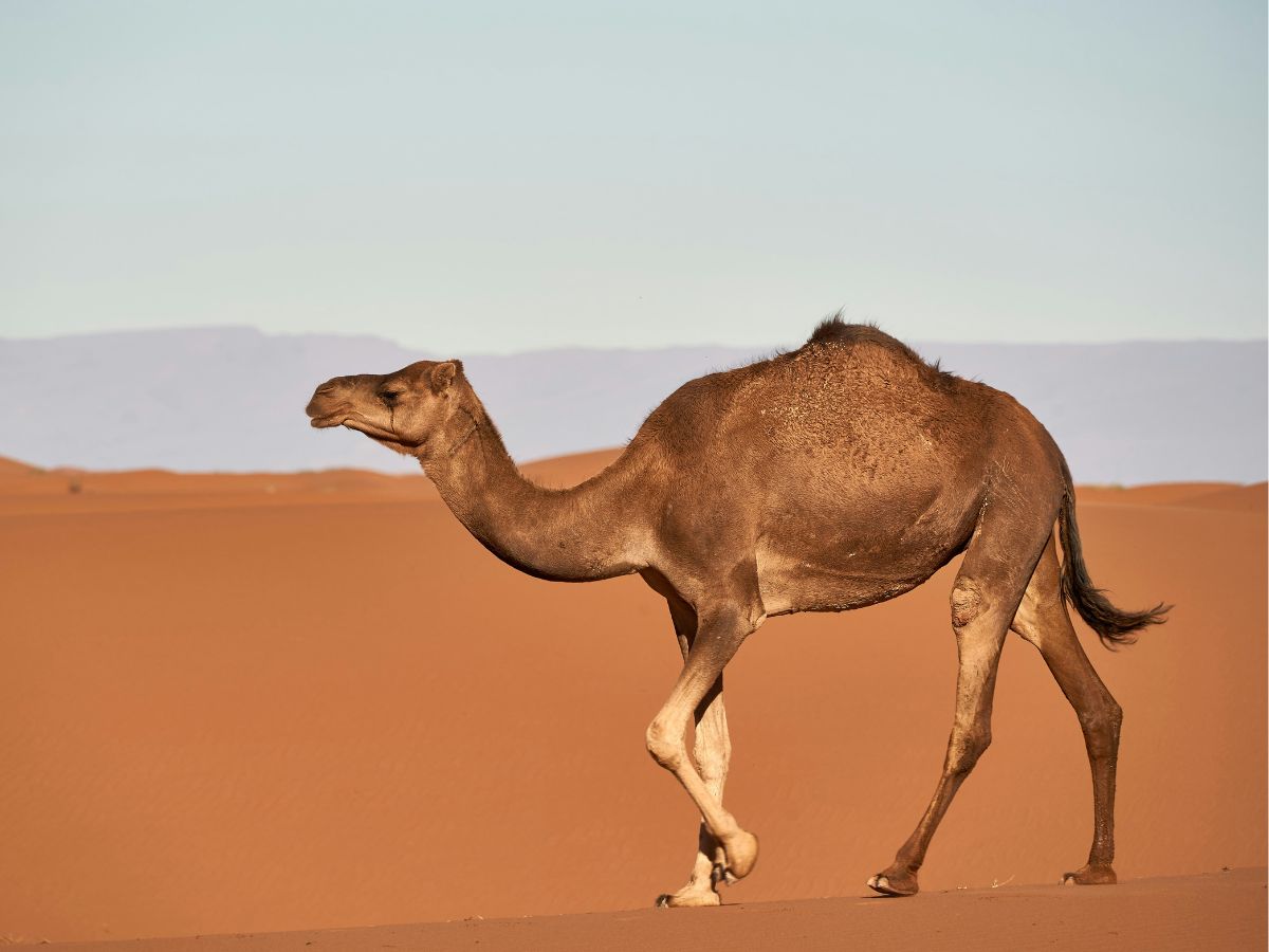 Wild West Camels Unsplash