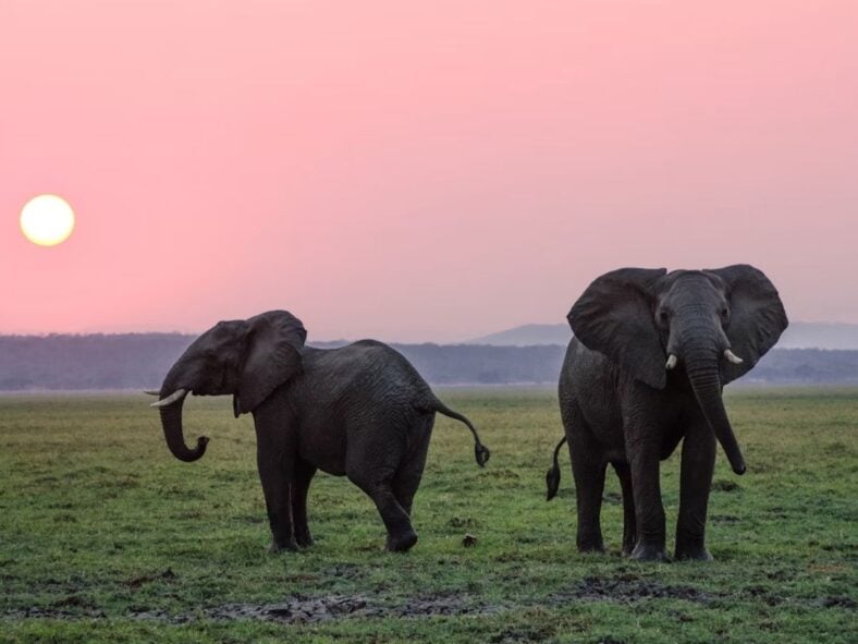 Elephants Aware Unsplash