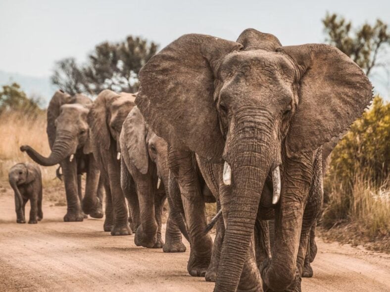 Elephants Ecosystem Unsplash