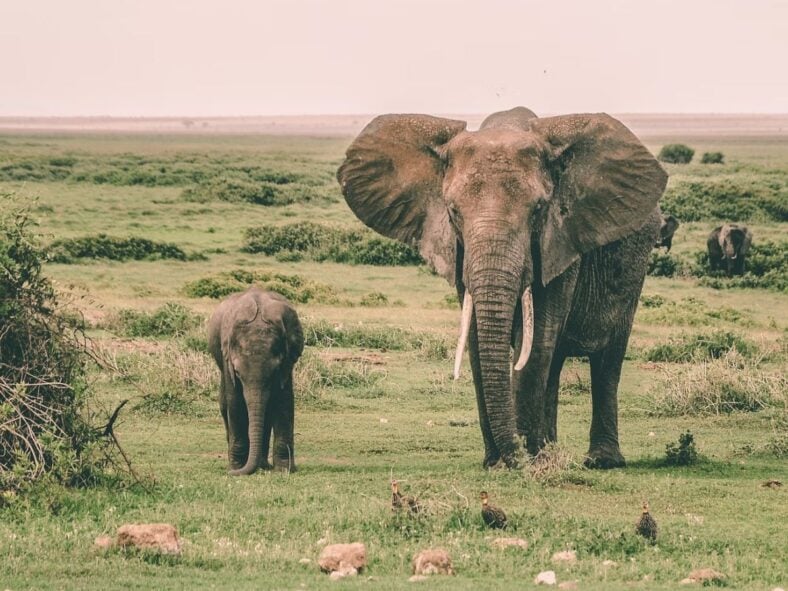 Elephants Jump Unsplash