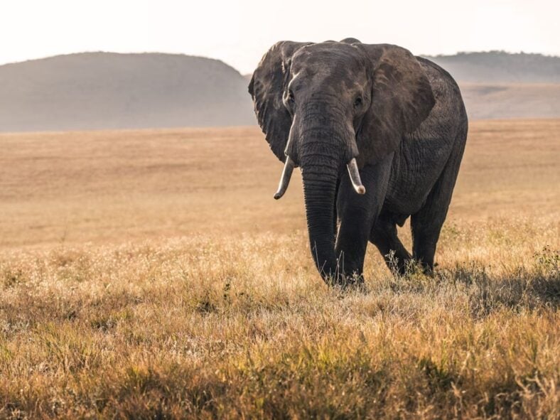 Elephants Trunk Unsplash