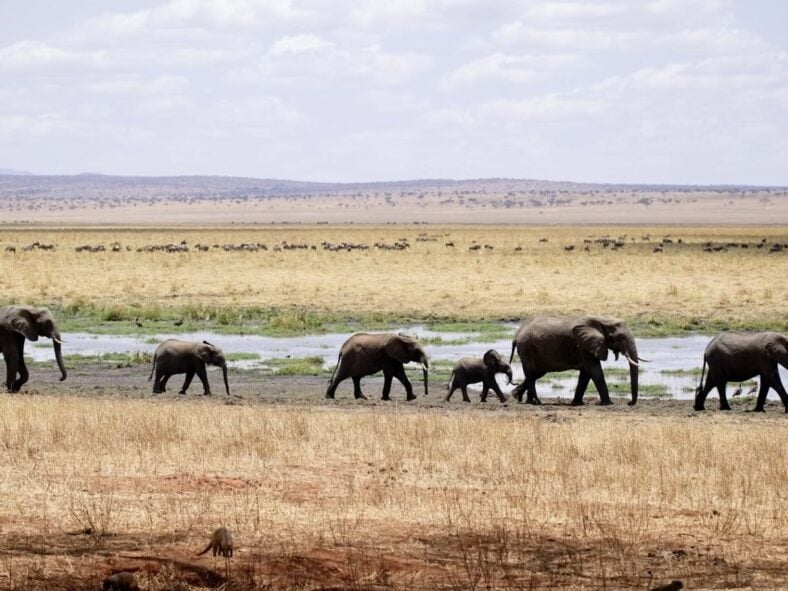 Elephants Water Unsplash