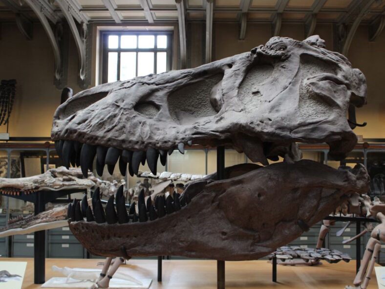 Fossilized Unsplash