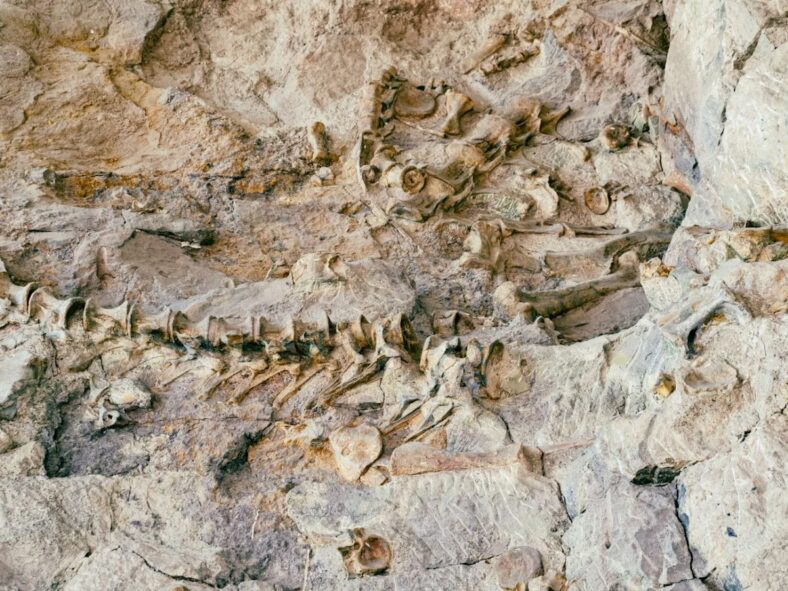 Uncovering Fossils Unsplash