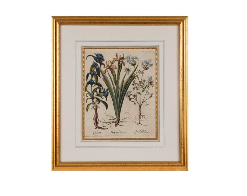 Basilius Besler Iris 1st Dibs
