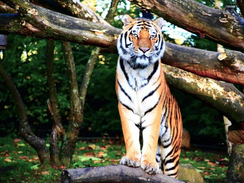 Bengal Tiger Unsplash
