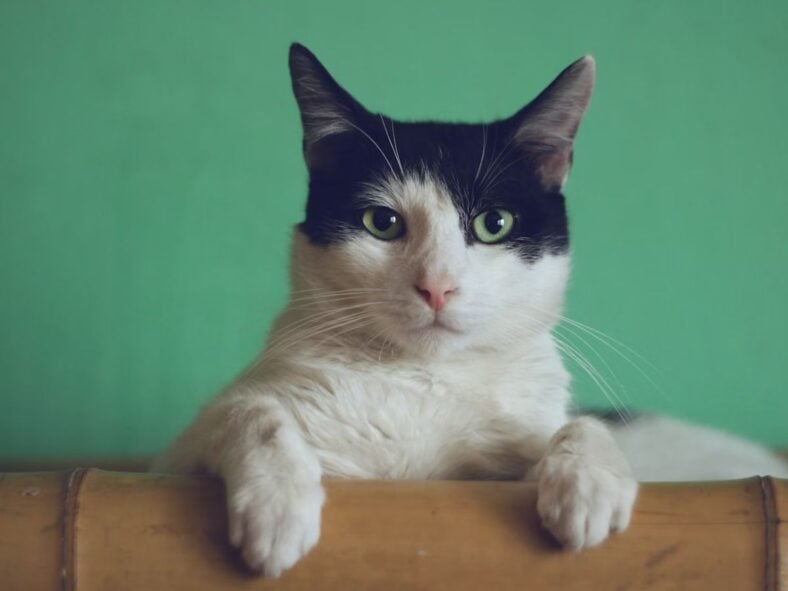 Cat Unsplash