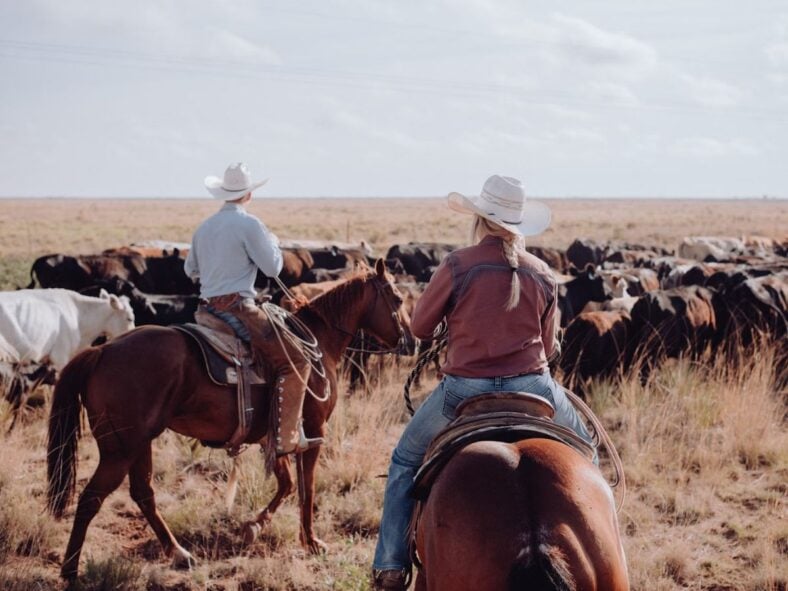 Horses Come First Unsplash