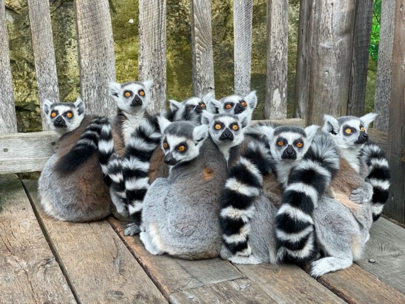 Lemurs Unsplash