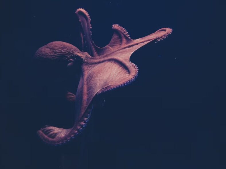 Octopus Unsplash