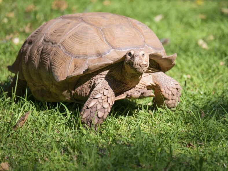 Tortoise Unsplash
