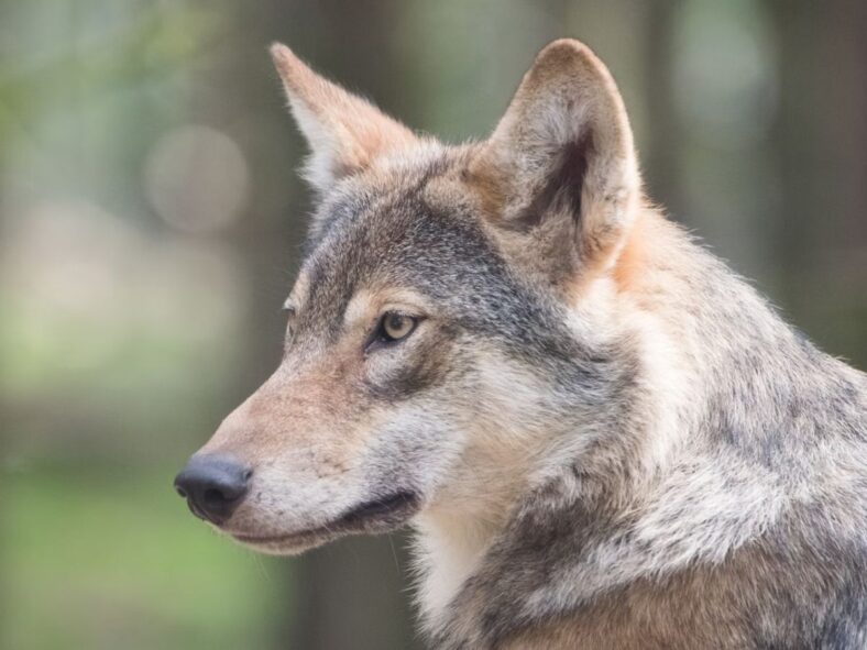 Wolf Hybrid Unsplash
