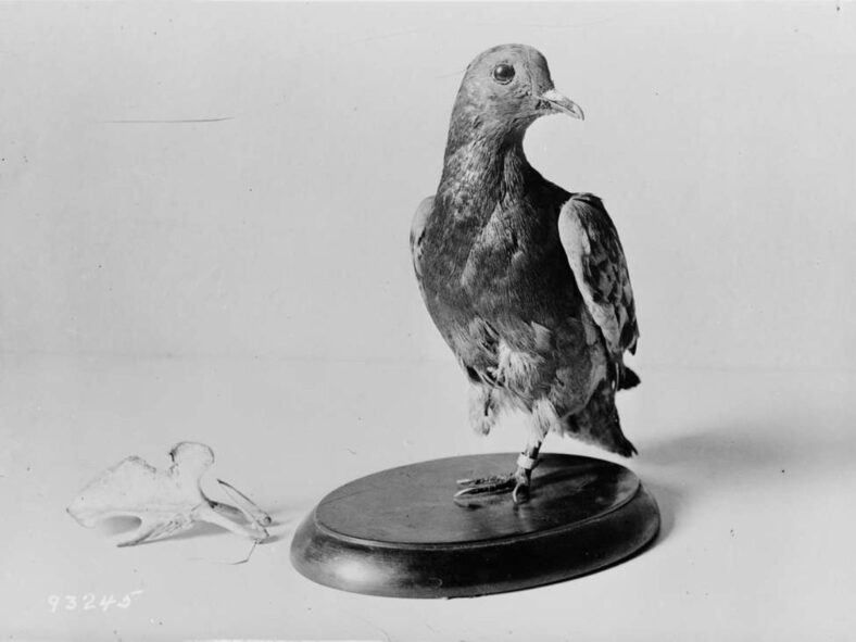 animals that changed history