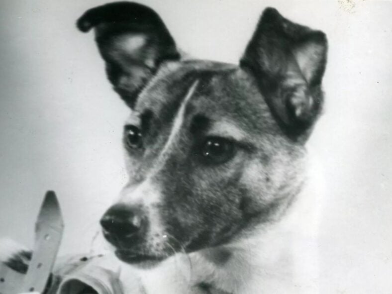 animals that changed history